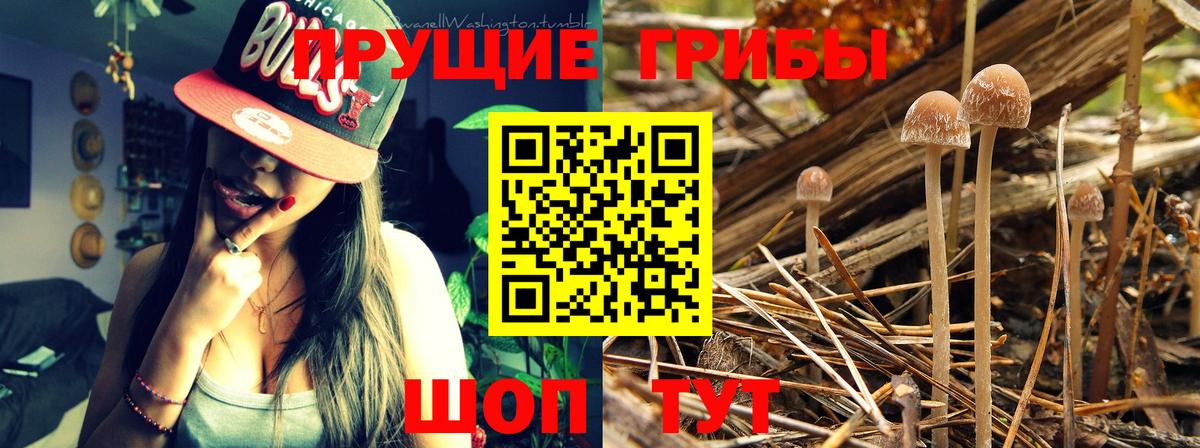 Псилоцибиновые грибы прущие грибы Кулебаки